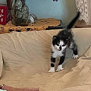 Puff is registered to the contest to win money with this photo: adult, animal, bed, bedroom, blanket, bride, cat, couch, cushion, female, furniture, homedecor, indoors, kitten, machine, person, pet, wedding, wheel, woman
