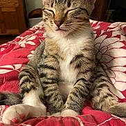 Littlebit joined the competition — help win amazing prizes! cat, kitten, tabby, animal, pet, feline, whiskers, paws, fur, sleepy, cute, indoor, bed, blanket, comfort, resting, closeup, young, striped, domestic