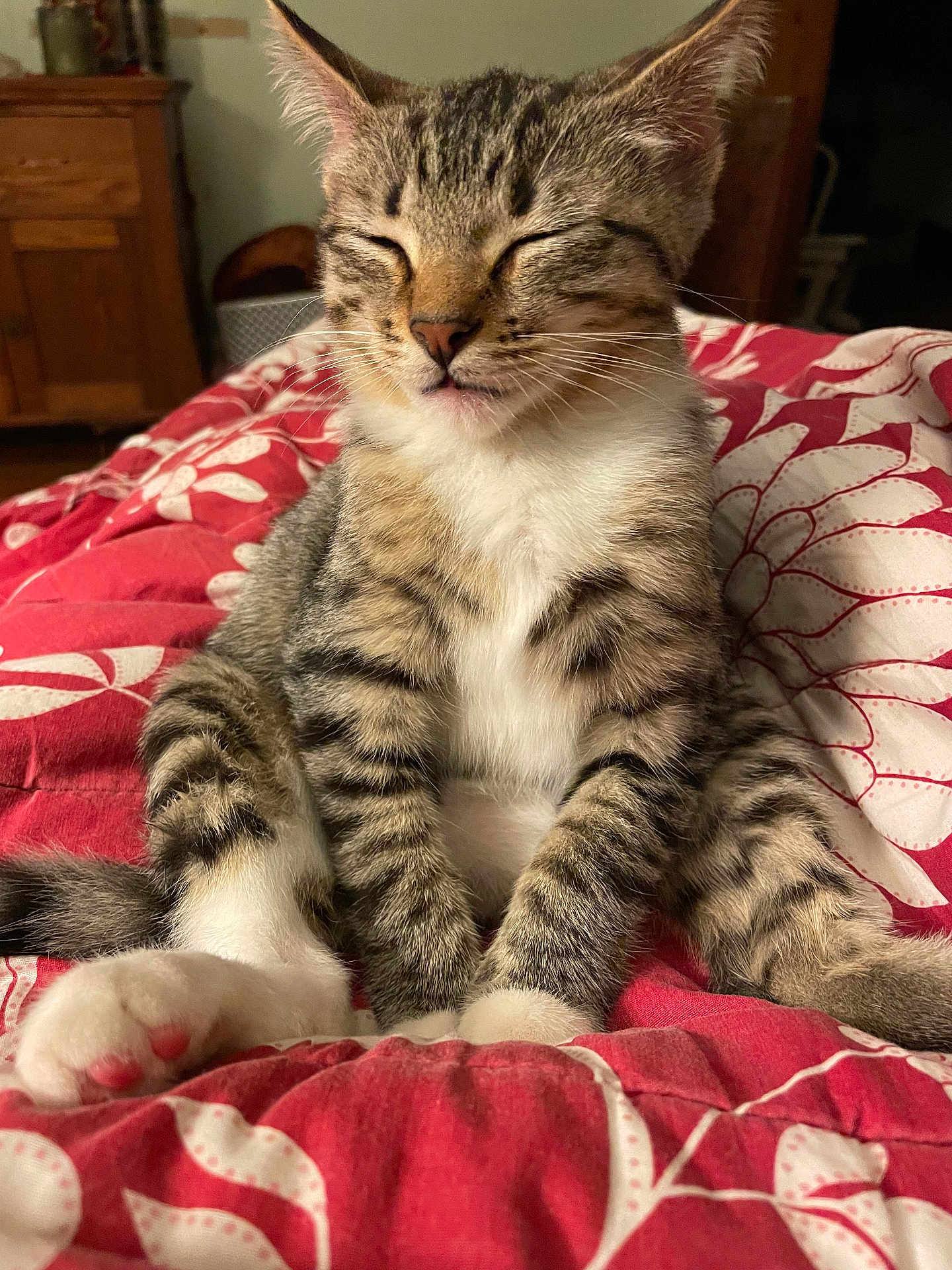 Littlebit joined the competition — help win amazing prizes! cat, kitten, tabby, animal, pet, feline, whiskers, paws, fur, sleepy, cute, indoor, bed, blanket, comfort, resting, closeup, young, striped, domestic
