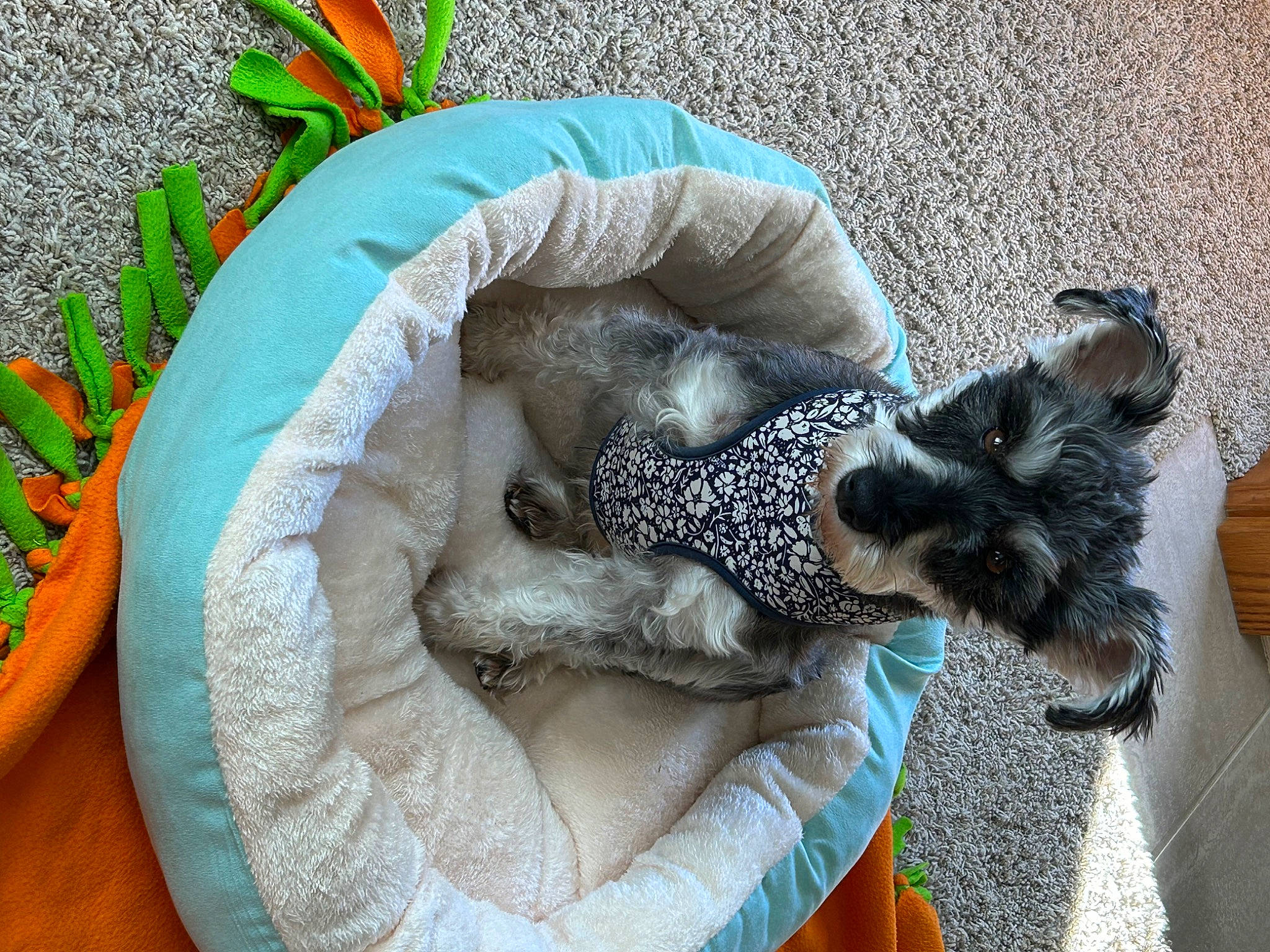 Gabby is registered to the contest to win money with this photo: art, comfort, fur, herb, plant, reptile, sculpture, statue, tail