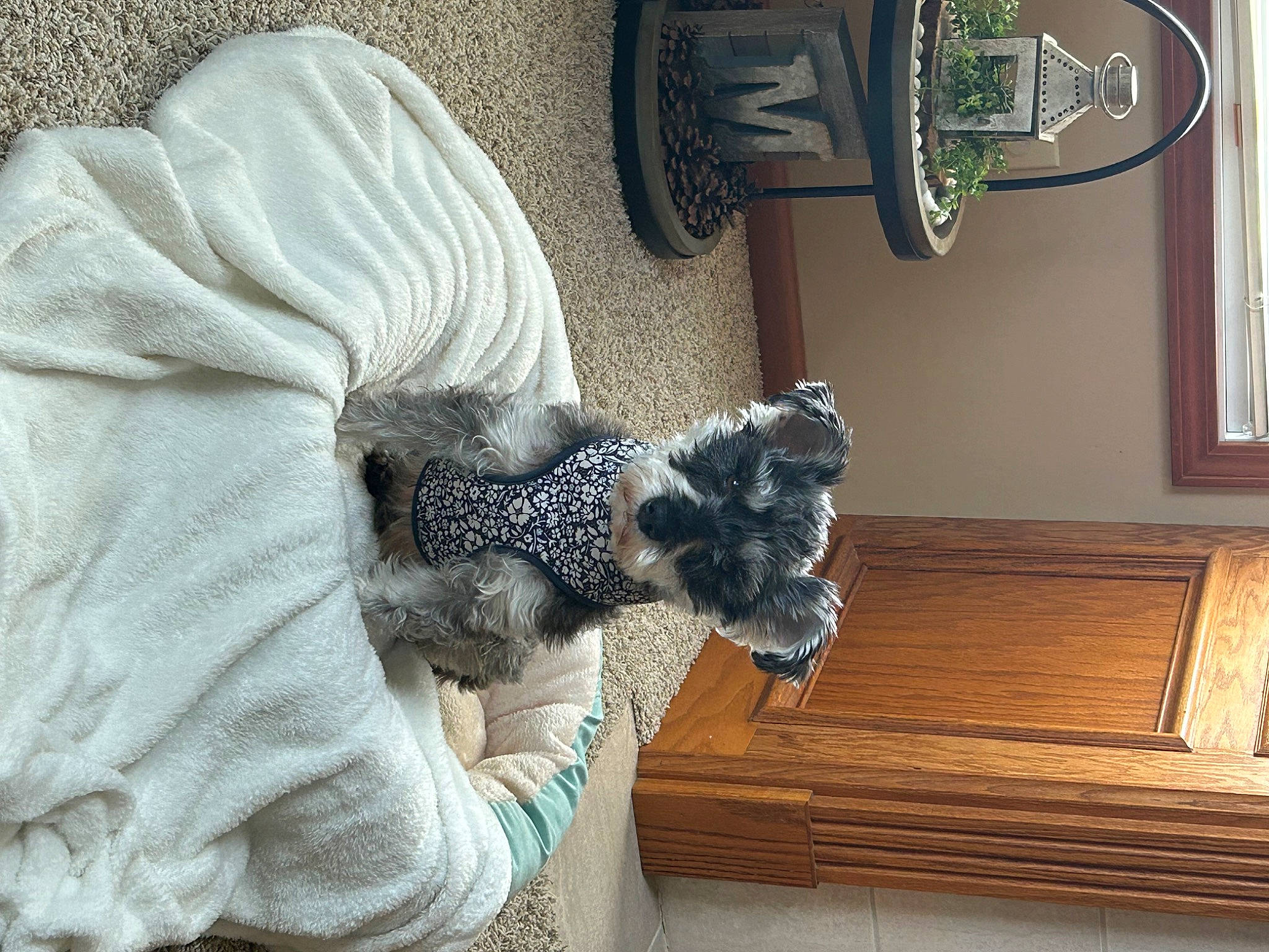 Gabby joined the competition — help win amazing prizes! comfort, companion_dog, dress, fawn, felidae, flooring, fur, grey, hardwood, room, sitting, small_to_medium_sized_cats, sporting_group, stuffed_toy, tail, textile, whiskers, window, wood, wool