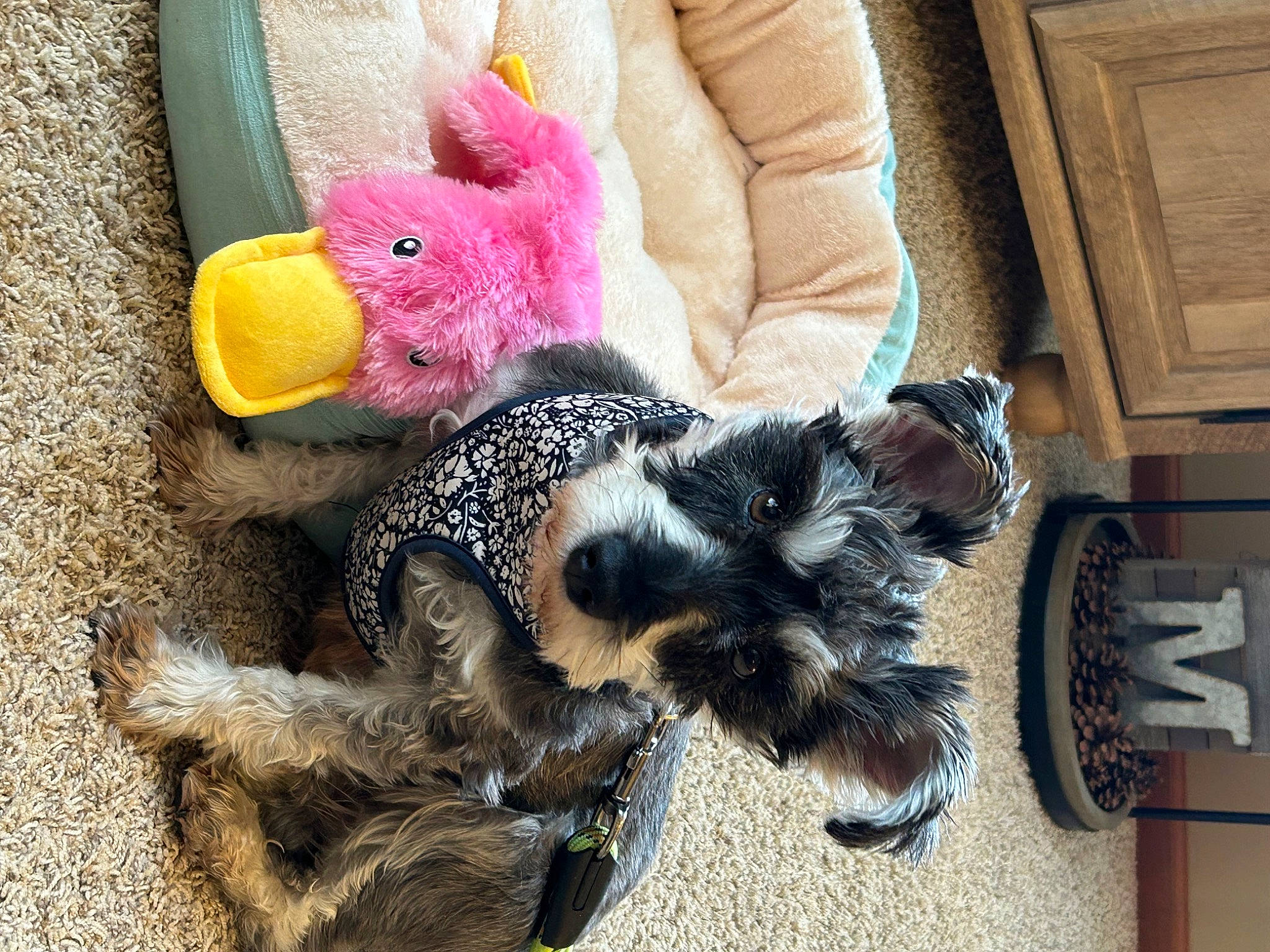 Gabby is registered to the contest to win money with this photo: beak, bird, claw, comb, companion_dog, fashion_accessory, fawn, fur, galliformes, livestock, magenta, phasianidae, plush, poultry, rooster, stuffed_toy, tail, toy, wool, woolen