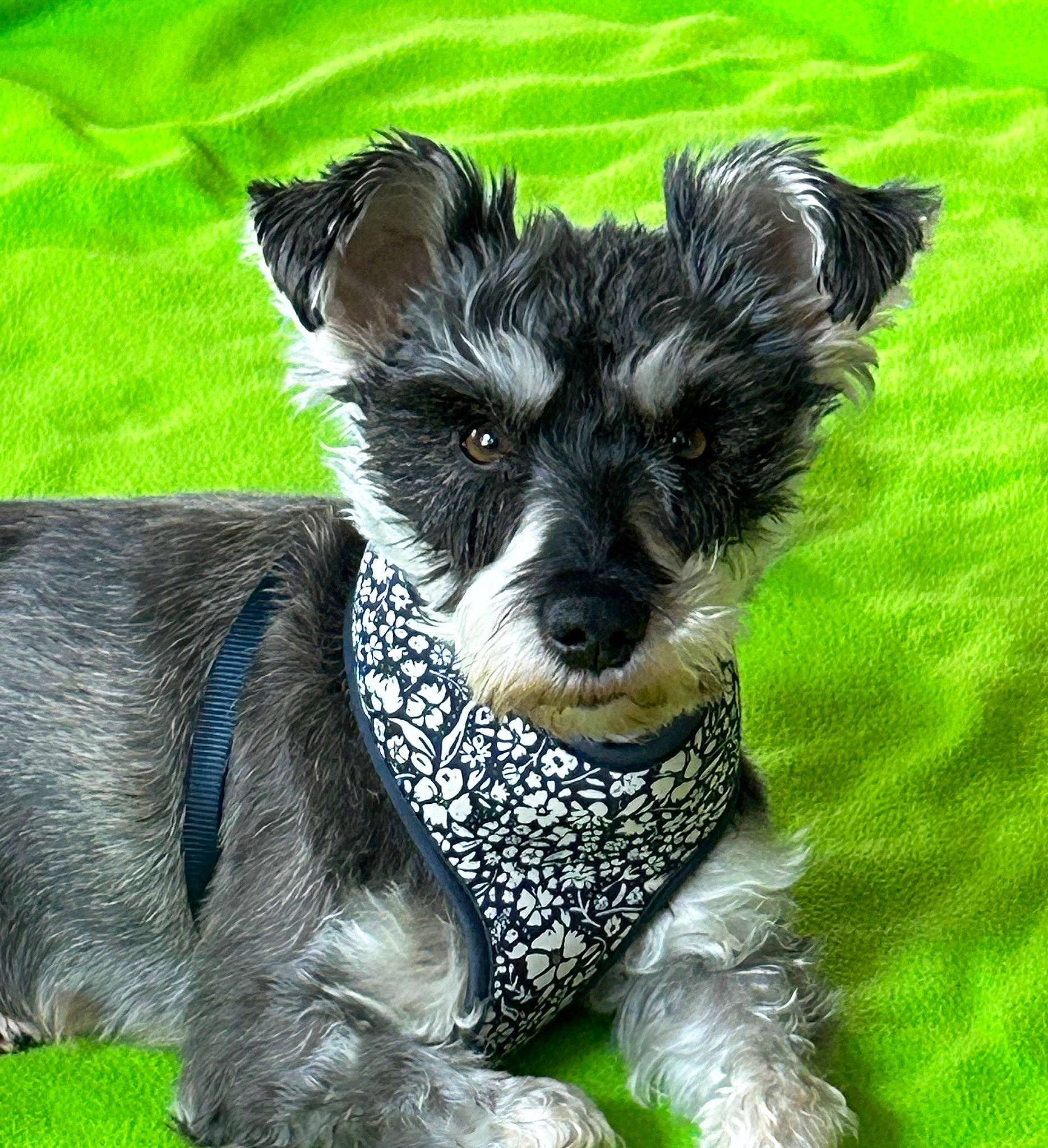 Gabby is registered to the contest to win money with this photo: canidae, carnivore, collar, companion_dog, dog, dog_breed, dog_collar, dog_supply, fur, grass, non_sporting_group, puppy, small_terrier, snout, sporting_group, tail, terrier, toy, toy_dog, working_animal