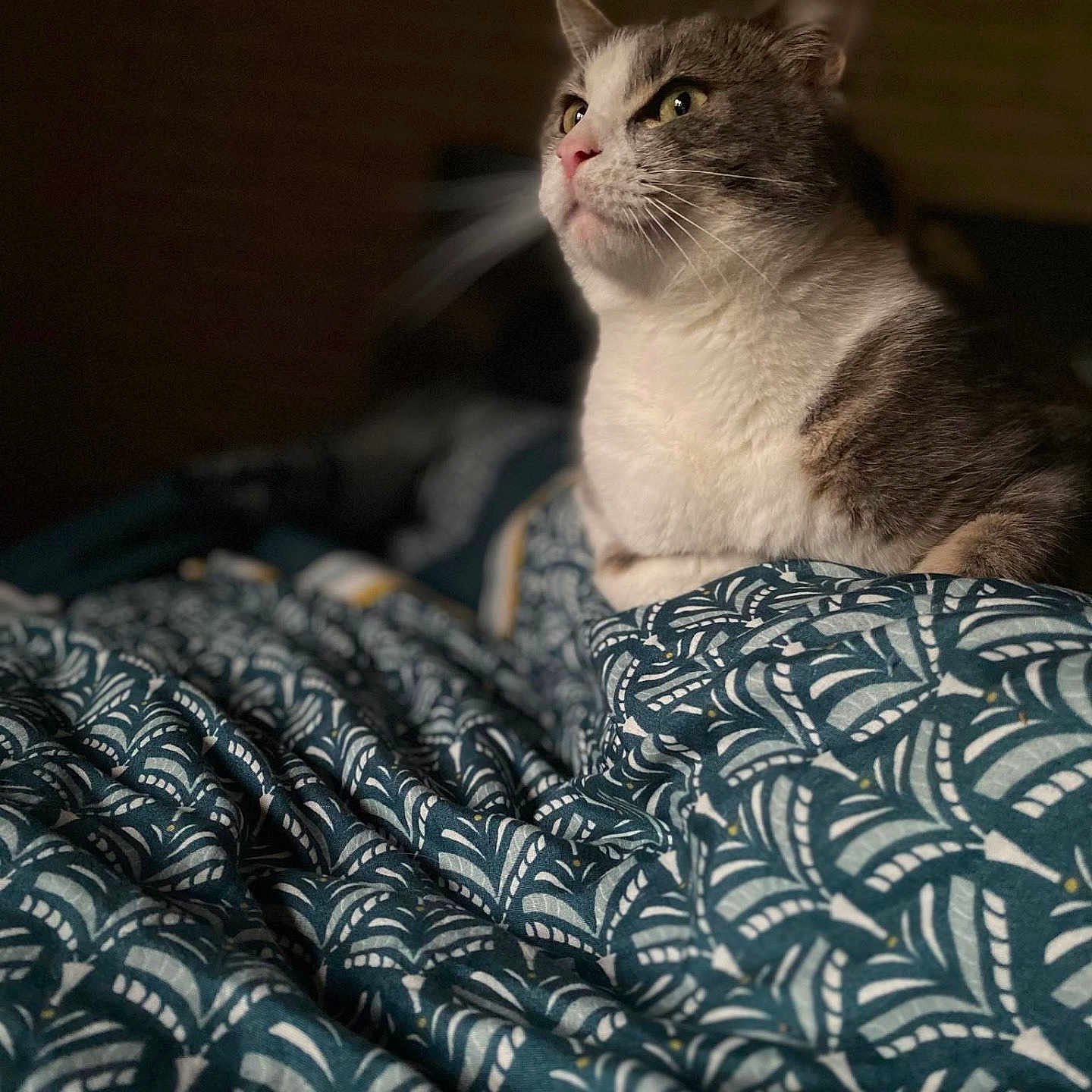 Rasta a rejoint le concours — aidez-le/la à gagner de superbes lots ! animal, blanket, cat, kitten, manx, pet, quilt