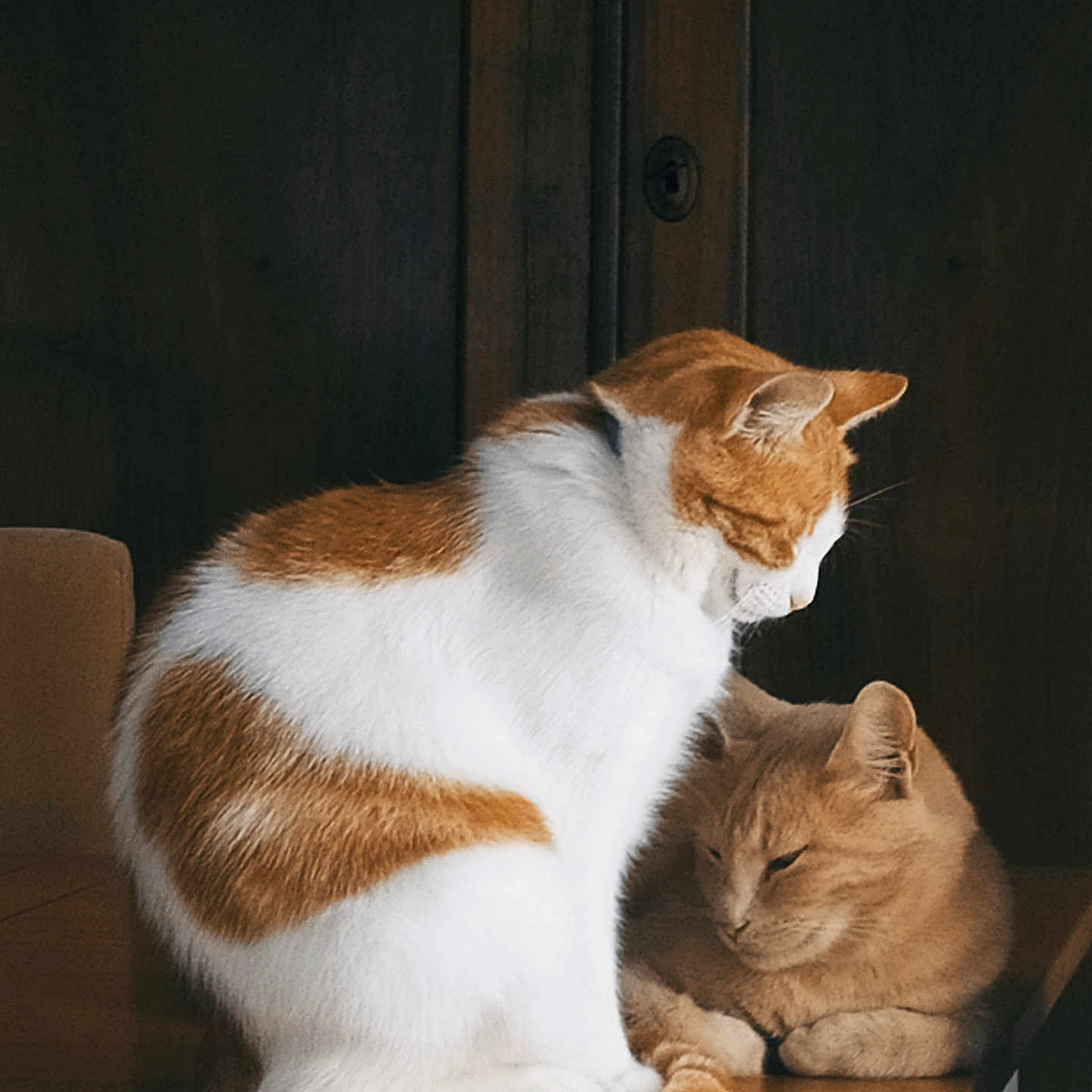 Barbara participe au concours pour gagner de l'argent avec cette photo : animal, cat, companion, domestic_cat, feline, fur, house_pet, indoor, orange_and_white_cat, orange_cat, peaceful, pet, quiet, relaxed, resting, side_view, sitting, tabletop, two_cats, wooden_table