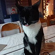 Choupette participe au concours pour gagner de l'argent avec cette photo : animal, architecture, bed, blackcat, building, cat, computer, couch, electronics, furniture, hardwood, indoors, laptop, livingroom, manx, pc, pet, plywood, room, wood
