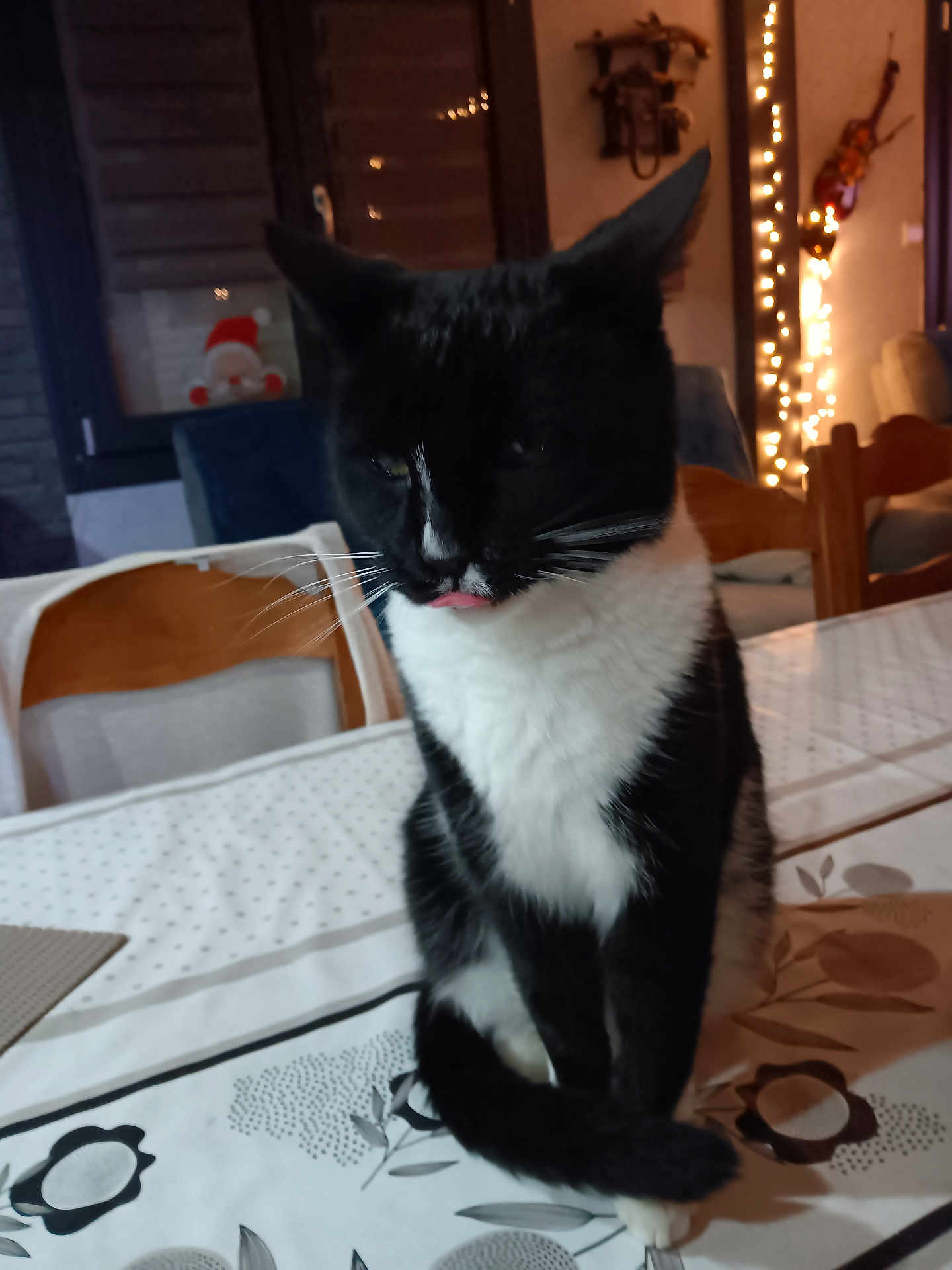 Choupette participe au concours pour gagner de l'argent avec cette photo : animal, architecture, bed, blackcat, building, cat, computer, couch, electronics, furniture, hardwood, indoors, laptop, livingroom, manx, pc, pet, plywood, room, wood