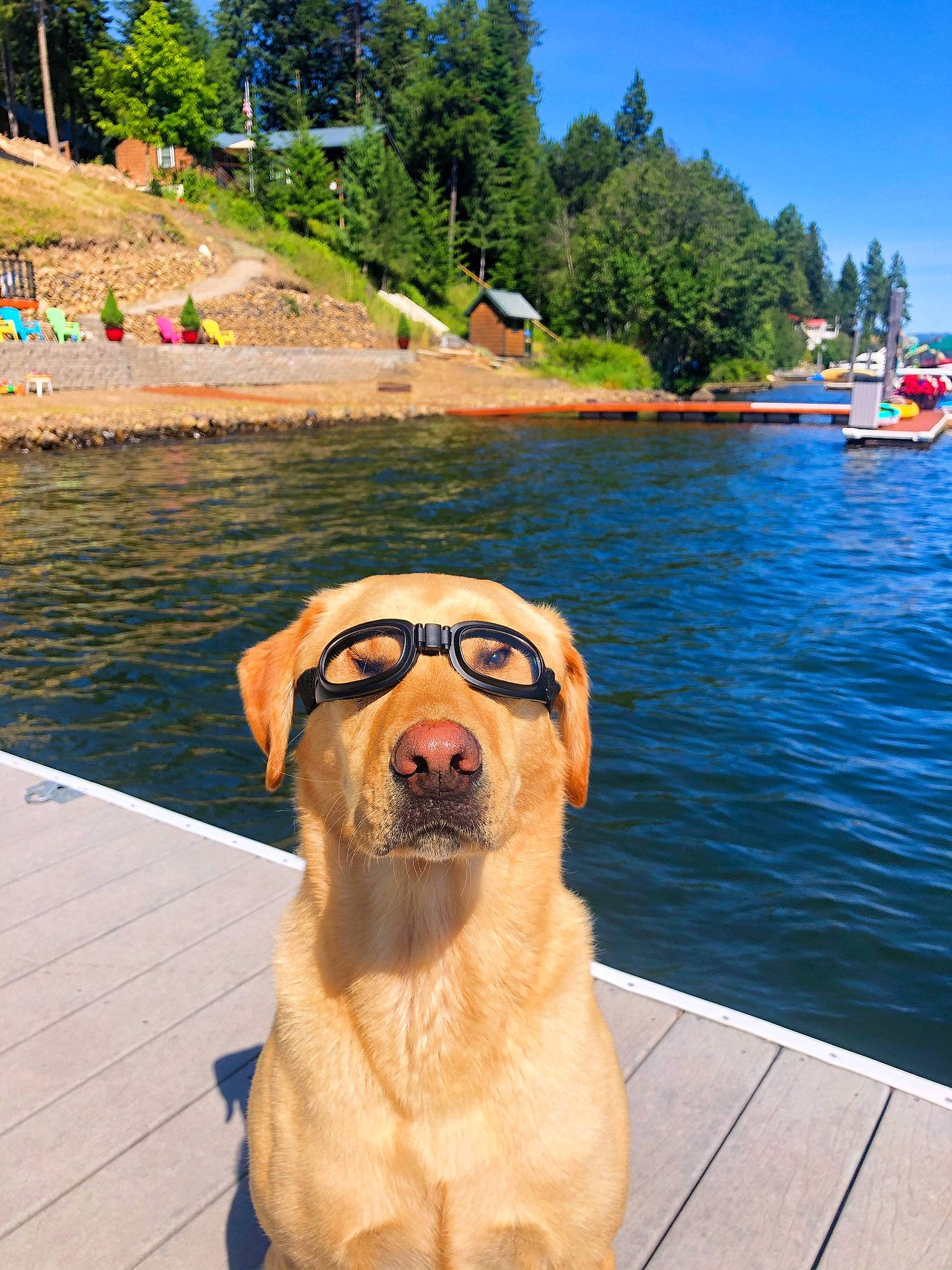 Miley joined the competition — help win amazing prizes! body_of_water, carnivore, companion_dog, dog, dog_breed, fawn, fun, hat, lake, leisure, plant, sky, summer, sunglasses, travel, tree, water, watercraft, wood, working_animal