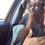 Biscuit participe au concours pour gagner de l'argent avec cette photo : kitten, cat, black_cat, pet, animal, car_interior, window, person, hand, fur, blue_eyes, cute, young_cat, striped_cloth, seat, sunlight, curious, holding, domestic_animal, indoors