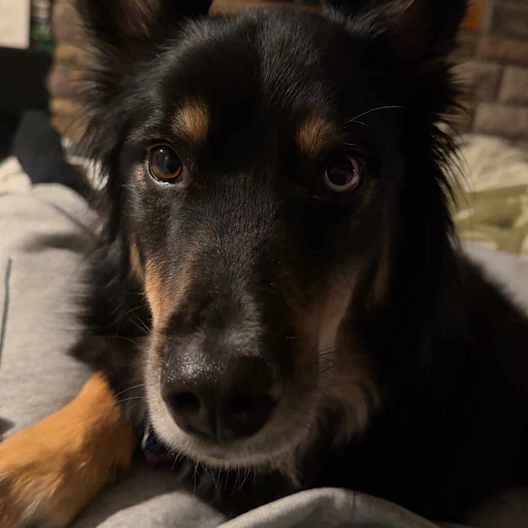 Jax is registered to the contest to win money with this photo: animal, canine, child, computerhardware, couch, dog, electronics, entertainmentcenter, face, female, furniture, girl, hardware, head, monitor, person, pet, puppy, screen, tv
