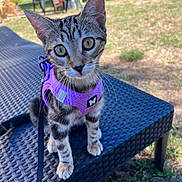 Leyka participe au concours pour gagner de l'argent avec cette photo : cat, kitten, tabby, purple_harness, leash, outdoor, grass, backyard, patio_chair, wicker_lounge, close_up, big_eyes, whiskers, curious, sitting, portrait, stripes, ears, pet, young