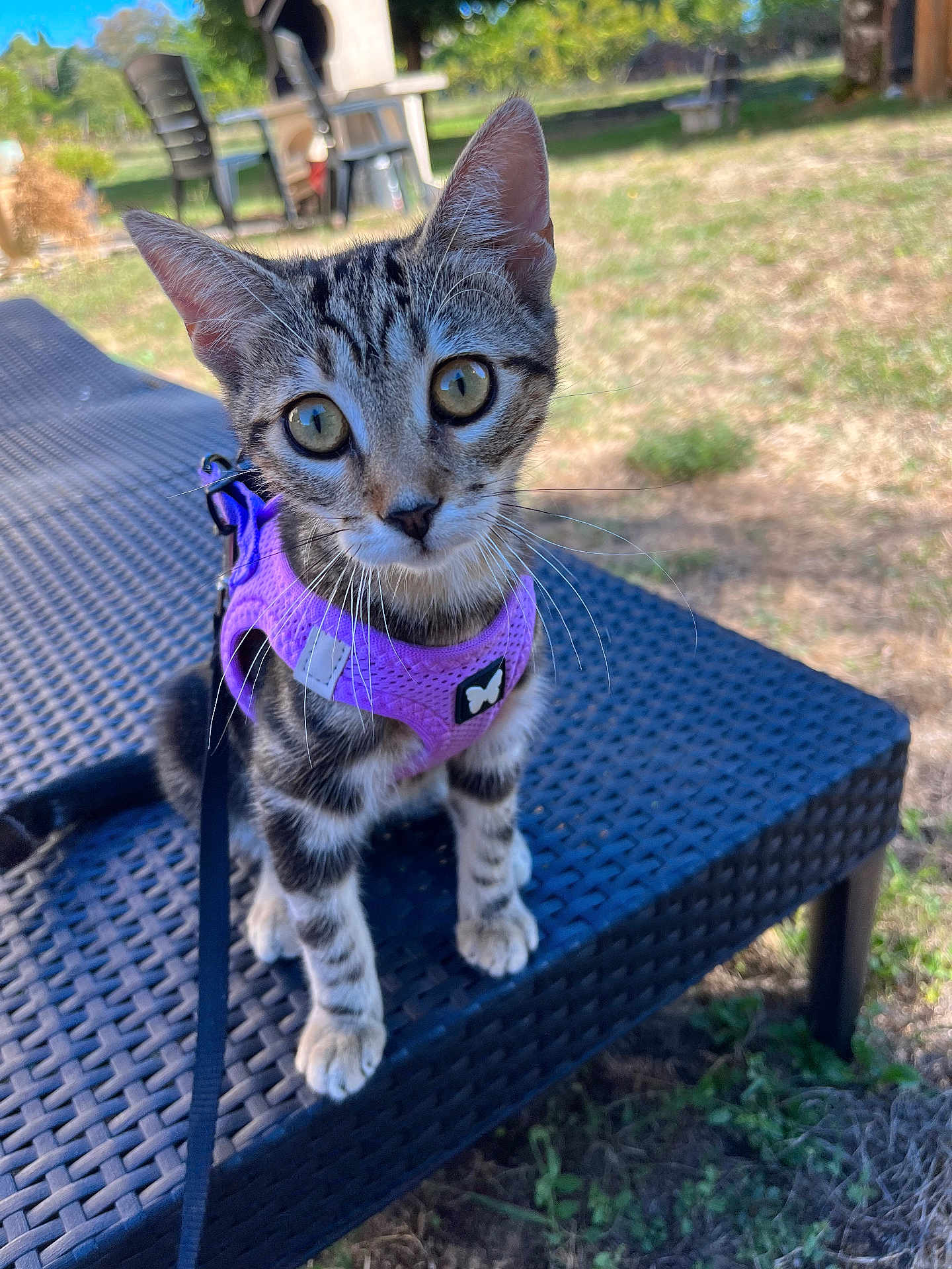 Leyka participe au concours pour gagner de l'argent avec cette photo : cat, kitten, tabby, purple_harness, leash, outdoor, grass, backyard, patio_chair, wicker_lounge, close_up, big_eyes, whiskers, curious, sitting, portrait, stripes, ears, pet, young