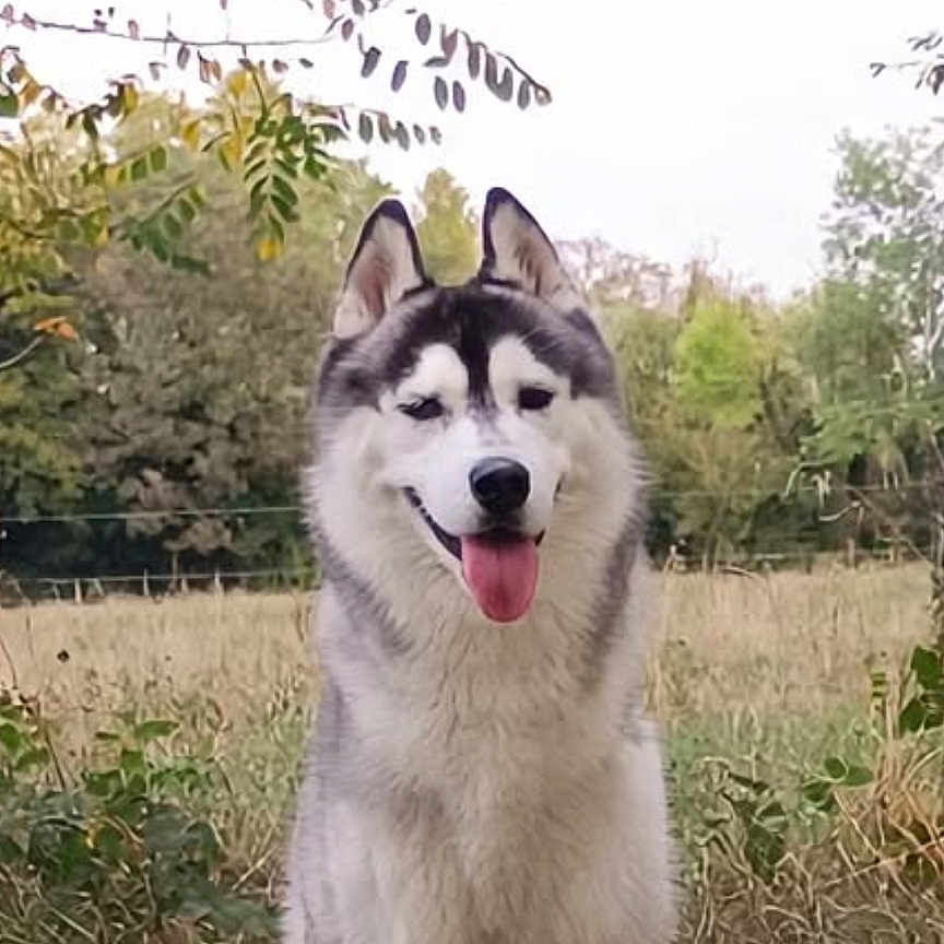 Aiden participe au concours pour gagner de l'argent avec cette photo : dog, siberian_husky, canine, pet, fluffy, white_fur, black_and_white, tongue_out, standing, outdoor, garden, grass, trees, shrubbery, nature, portrait, animal, happy, alert, phone_screenshot