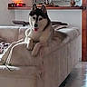 Aiden participe au concours pour gagner de l'argent avec cette photo : dog, husky, siberian_husky, pet, canine, sitting, couch, sofa, living_room, indoor, home, candle, shelf, decor, blanket, white_fur, black_and_white, tongue_out, relaxed, portrait