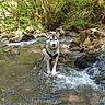 Aiden participe au concours pour gagner de l'argent avec cette photo : dog, husky, siberian_husky, animal, pet, standing, stream, river, waterfall, forest, woodland, nature, outdoors, moss, rocks, water, portrait, leash, harness, wilderness