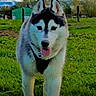 dog, siberian_husky, pet, canine, standing, tongue_out, happy, outdoors, grass, field, mountains, mountain_range, farm, greenery, trees, ears, collar, portrait, daylight, nature