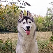 Aiden participe au concours pour gagner de l'argent avec cette photo : dog, husky, siberian_husky, pet, animal, canine, fluffy, white_fur, gray_fur, blue_eyes, tongue_out, standing, outdoors, grass, garden, trees, shrubs, portrait, front_view, happy