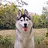 dog, husky, siberian_husky, pet, animal, canine, fluffy, white_fur, gray_fur, blue_eyes, tongue_out, standing, outdoors, grass, garden, trees, shrubs, portrait, front_view, happy
