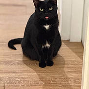 Minnie is registered to the contest to win money with this photo: cat, black_cat, tongue_out, pet, animal, feline, indoor, wooden_floor, sitting, white_patch, cute, fur, whiskers, ears, tail, portrait, domestic_cat, looking_at_camera, house, blurred_background