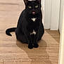 cat, black_cat, tongue_out, pet, animal, feline, indoor, wooden_floor, sitting, white_patch, cute, fur, whiskers, ears, tail, portrait, domestic_cat, looking_at_camera, house, blurred_background