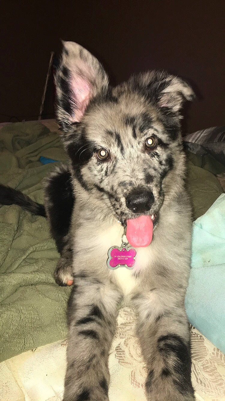 Luna is registered to the contest to win money with this photo: australian_shepherd, border_collie, canidae, carnivore, dog, dog_breed, herding_dog, koolie, mammal, native_american_indian_dog, puppy, rare_breed_dog, shiloh_shepherd_dog, vertebrate