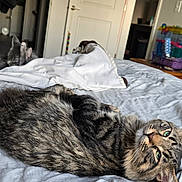 Midnight is registered to the contest to win money with this photo: animal, bed, blanket, cat, cozy, curious, domestic, door, fur, furniture, hamster_cage, household, indoor, light, pet, relaxed, room, sleeping, tabby_cat, table