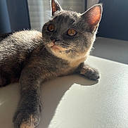 Kyra a rejoint le concours — aidez-le/la à gagner de superbes lots ! amber_eyes, animal, cat, close_up, ears, feline, fur, gray_cat, home, indoor, lying_down, outstretched_paw, pet, portrait, relaxed, shadow, sunbeam, sunlight, whiskers, window