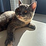 amber_eyes, animal, cat, close_up, ears, feline, fur, gray_cat, home, indoor, lying_down, outstretched_paw, pet, portrait, relaxed, shadow, sunbeam, sunlight, whiskers, window