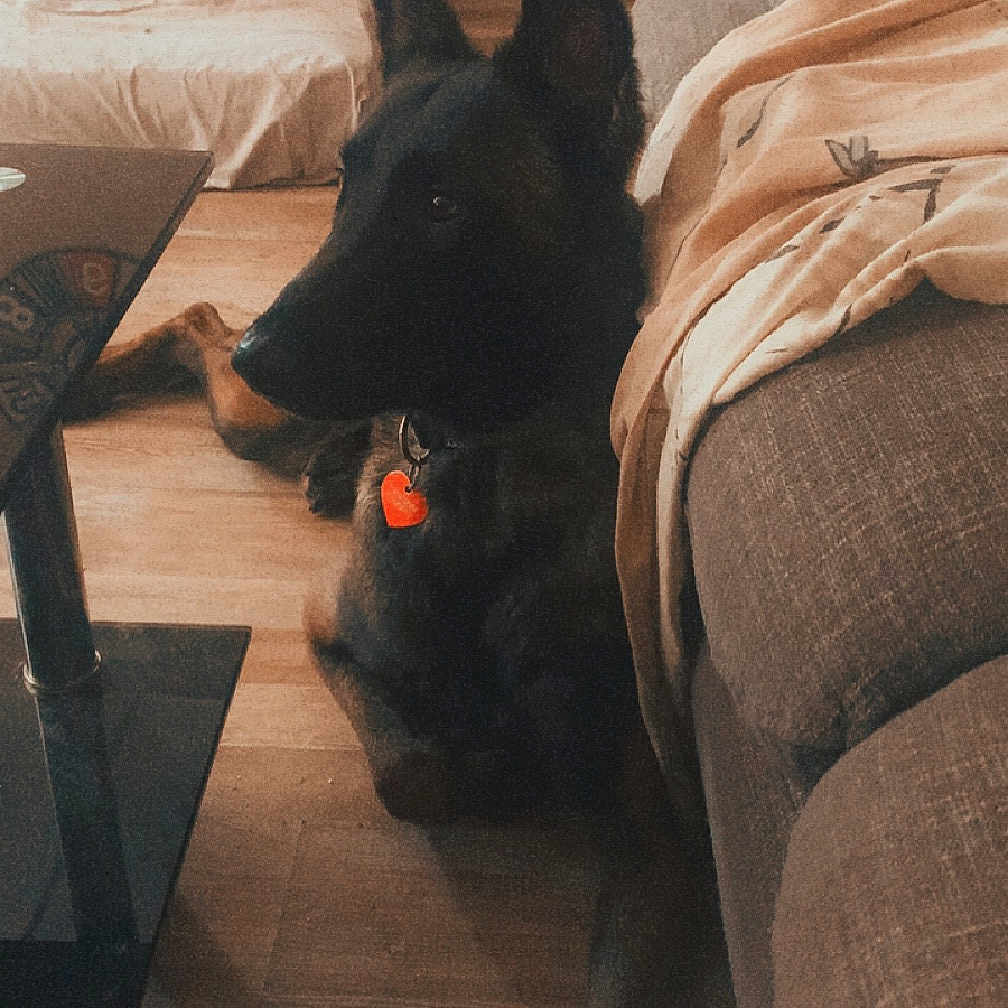 Héra a rejoint le concours — aidez-le/la à gagner de superbes lots ! adult, animal, architecture, bed, building, canine, couch, cushion, dog, furniture, homedecor, indoors, interiordesign, livingroom, male, man, person, pet, puppy, room