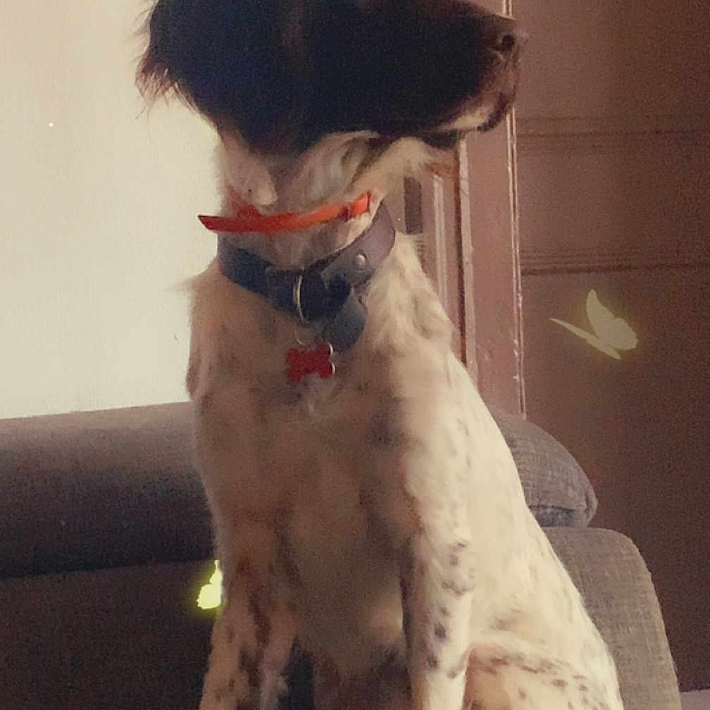 Thanos a rejoint le concours — aidez-le/la à gagner de superbes lots ! accessories, animal, architecture, canine, chair, chihuahua, cockerspaniel, collar, couch, cushion, dog, door, furniture, homedecor, hound, papillon, pet, pointer, puppy, strap