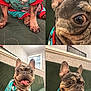Moon is registered to the contest to win money with this photo: dog, french_bulldog, pet, pajamas, snoopy, green_couch, indoor, smiling, tongue_out, ears, happy, close_up, seated, fur, canine, animal, cute, portrait, four_legged, cozy