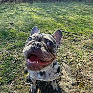 Moon is registered to the contest to win money with this photo: dog, french_bulldog, happy, smiling, outdoor, grass, sunlight, pet, animal, mammal, canine, tongue, ears, sitting, closeup, nature, ground, playful, cute, friendly