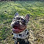 dog, french_bulldog, happy, smiling, outdoor, grass, sunlight, pet, animal, mammal, canine, tongue, ears, sitting, closeup, nature, ground, playful, cute, friendly