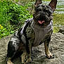 dog, french_bulldog, rock, pond, water, greenery, trees, leaves, nature, outdoor, happy, tongue_out, pet, animal, sunlight, sitting, canine, harness, forest, summer