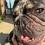 Moon joined the competition — help win amazing prizes! dog, french_bulldog, close_up, pet, animal, outdoor, sunlight, brick_wall, door, shadow, nose, mouth, teeth, tongue, fur, harness, happy, curious, face, canine