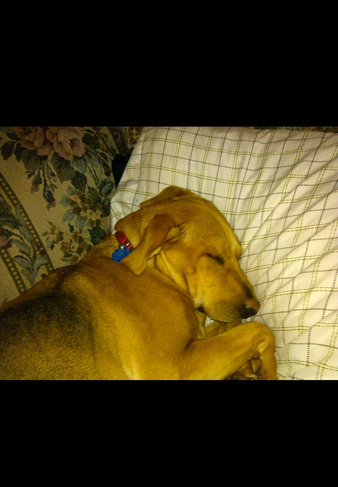 Rainey is registered to the contest to win money with this photo: canidae, carnivore, comfort, companion_dog, dog, dog_breed, dog_supply, fawn, flooring, fur, gun_dog, natural_material, night, pet_supply, rectangle, retriever, snout, sporting_group, tints_and_shades, working_animal