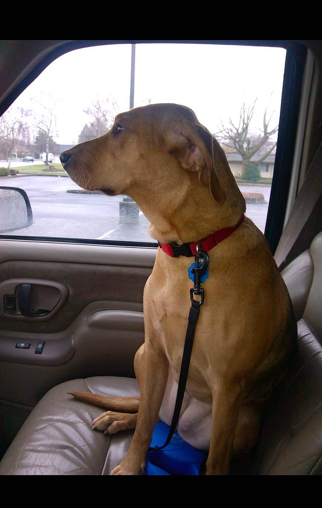 Rainey is registered to the contest to win money with this photo: automotive_exterior, automotive_mirror, car, car_seat, car_seat_cover, carnivore, collar, companion_dog, dog, dog_collar, fawn, gun_dog, liver, motor_vehicle, sky, steering_part, tints_and_shades, vehicle, vehicle_door, window