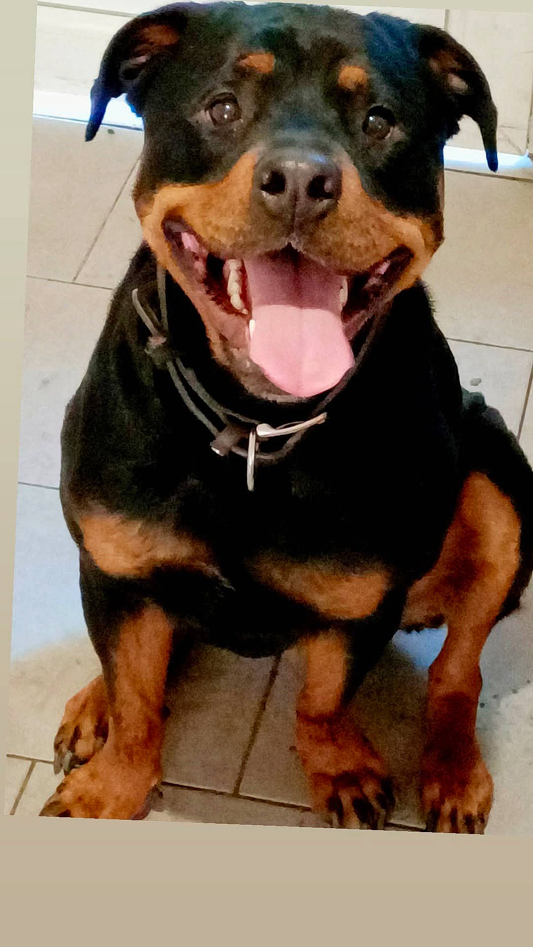 accessories, animal, ball, bodypart, boxer, bulldog, canine, collar, dog, face, head, hound, labradorretriever, mouth, person, pet, photography, portrait, puppy, strap