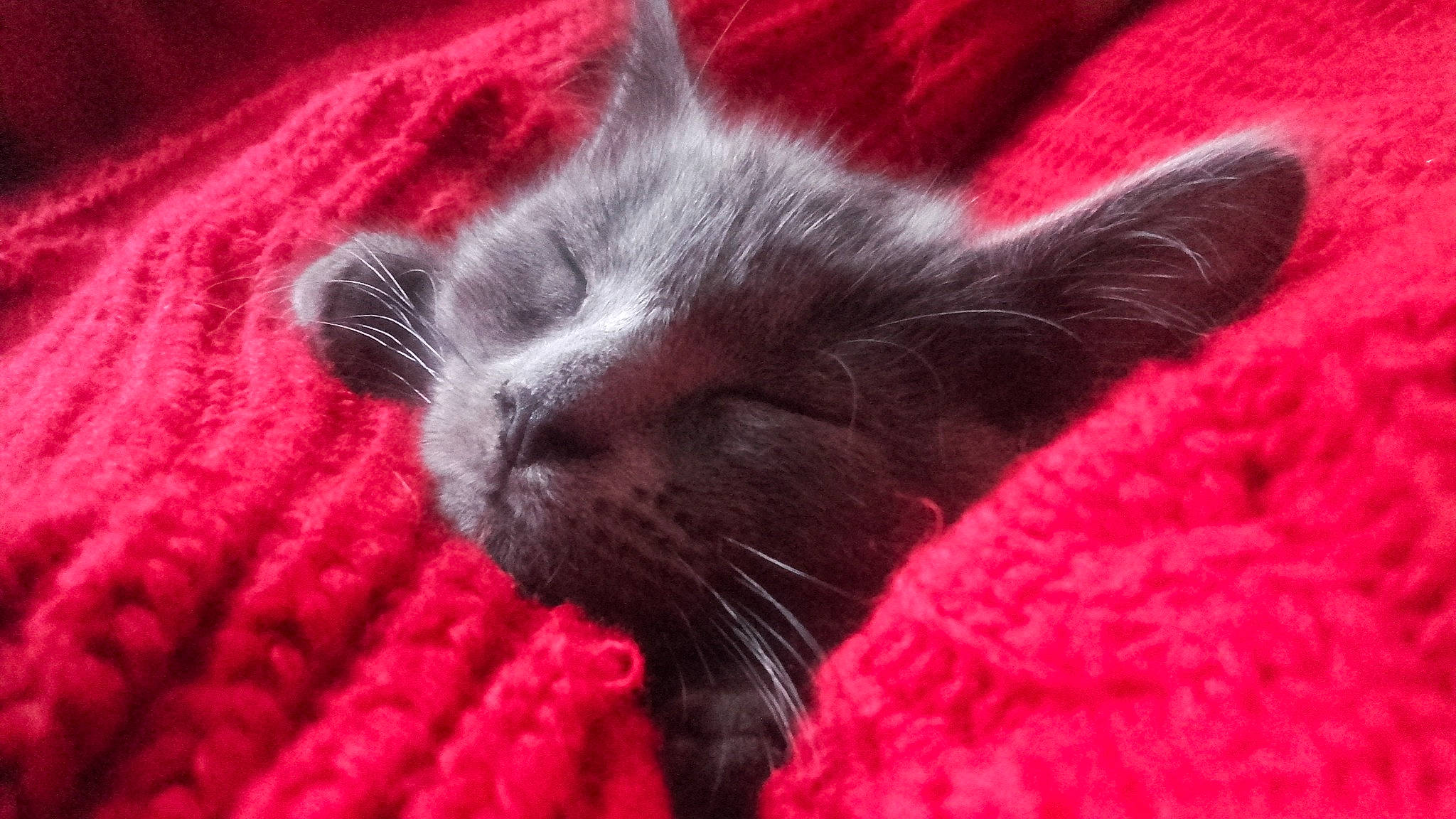 Balie a rejoint le concours — aidez-le/la à gagner de superbes lots ! black_cat, carmine, carnivore, cat, claw, comfort, domestic_short_haired_cat, eye, fawn, felidae, fur, grey, magenta, nap, paw, plant, red, small_to_medium_sized_cats, tail, whiskers