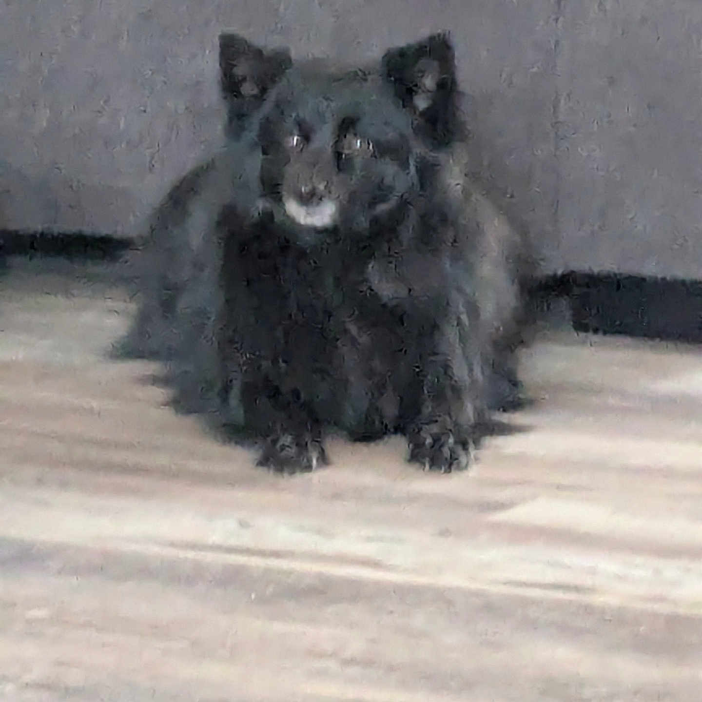 Leo is registered to the contest to win money with this photo: animal, bear, blackbear, blackcat, canine, cat, chow, coyote, dog, eskimodog, fox, germanshepherd, greyfox, kitfox, panther, pet, policedog, puppy, snout, wolf