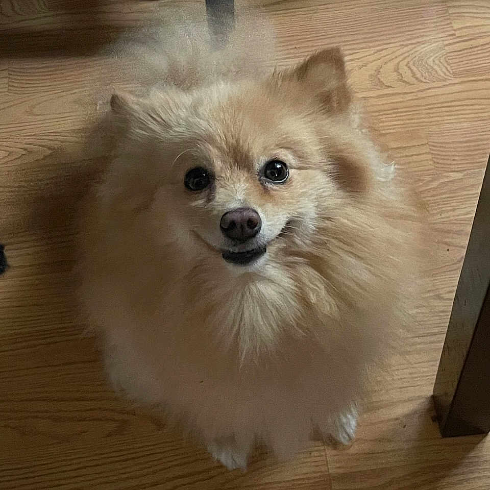 Archie