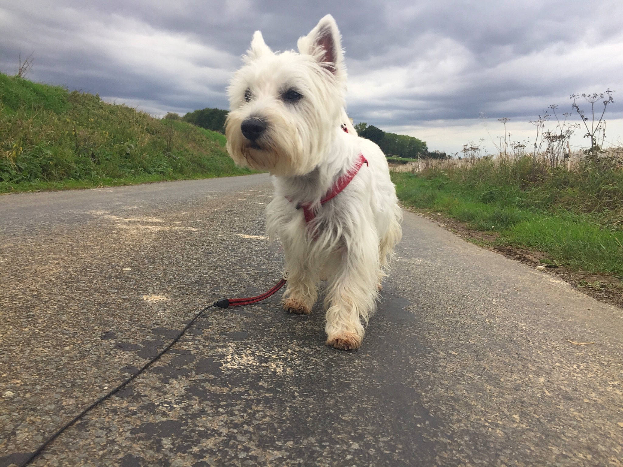 Narko participe au concours pour gagner de l'argent avec cette photo : cairn_terrier, canidae, carnivore, companion_dog, dog, dog_breed, dog_walking, leash, mammal, rare_breed_dog, sky, small_terrier, terrier, vertebrate, west_highland_white_terrier