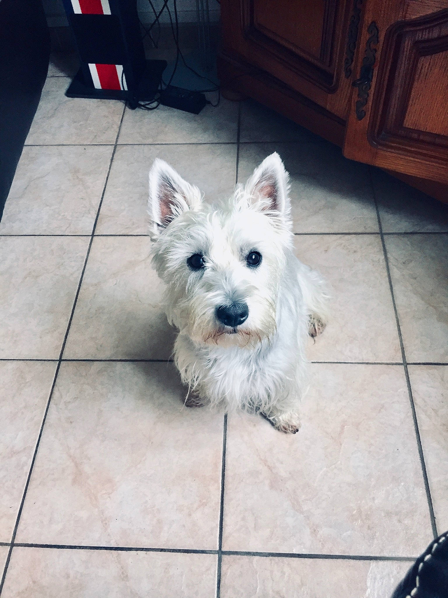 Narko participe au concours pour gagner de l'argent avec cette photo : bouvier_des_ardennes, cairn_terrier, canidae, carnivore, companion_dog, dog, dog_breed, mammal, norwich_terrier, puppy, rare_breed_dog, scottish_terrier, small_terrier, sporting_lucas_terrier, terrier, vertebrate, west_highland_white_terrier