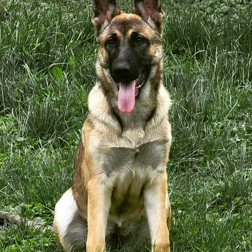 Brownie joined the competition — help win amazing prizes! animal, canine, dog, germanshepherd, grass, pet, plant, policedog, puppy
