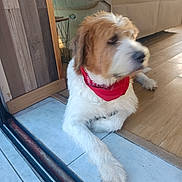 Nina participe au concours pour gagner de l'argent avec cette photo : dog, bandana, white_fur, brown_fur, indoor, floor, tile_floor, wooden_floor, couch, cushion, living_room, pet, animal, resting, looking_away, furniture, home, doorway, relaxed, large_dog