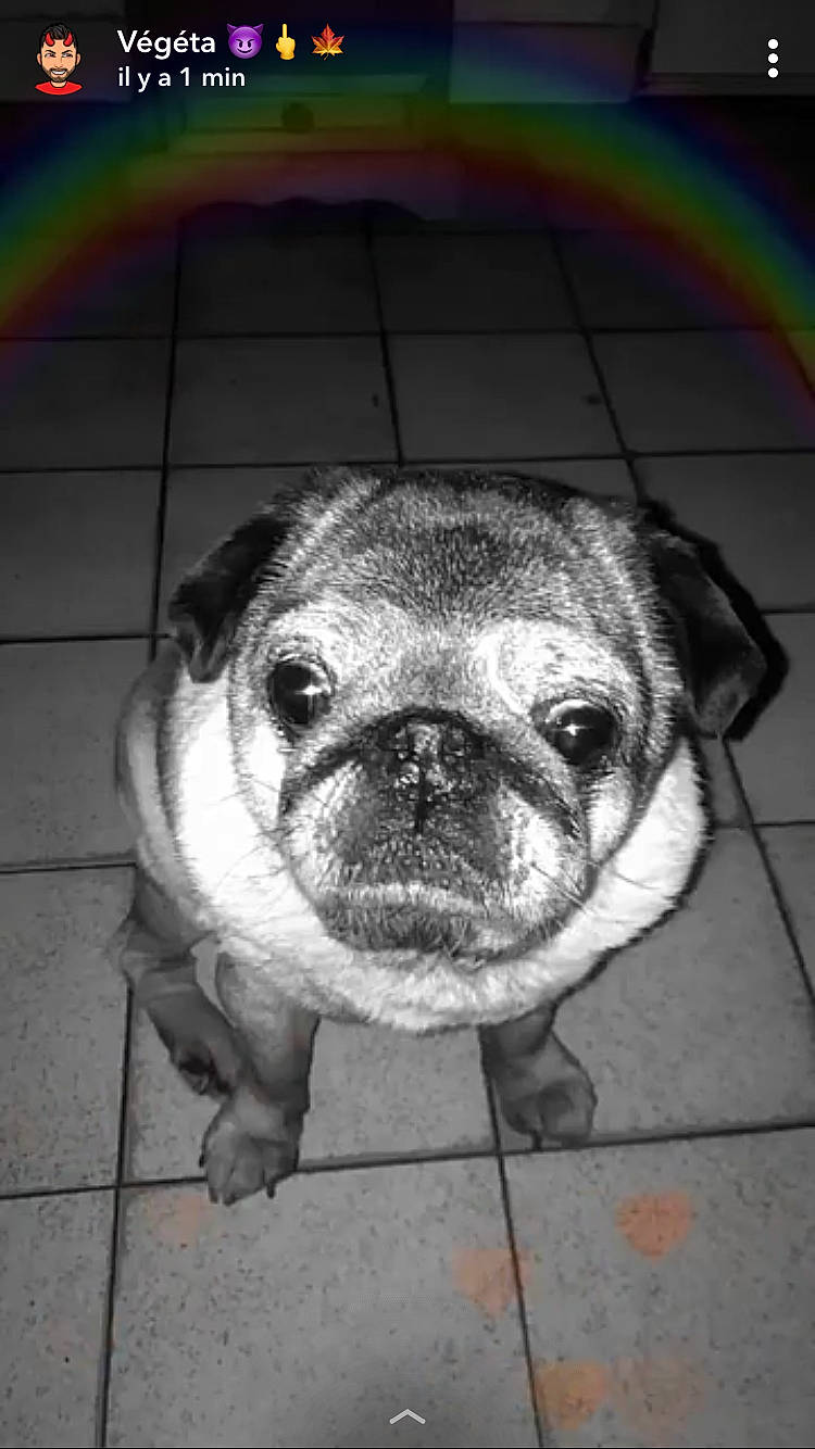 Booba participe au concours pour gagner de l'argent avec cette photo : bulldog, canidae, carnivore, companion_dog, dog, dog_breed, fawn, french_bulldog, mammal, non_sporting_group, nose, person, pug, puppy, skin, snout, toy_bulldog, toy_dog, wrinkle