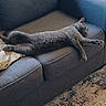 cat, gray_cat, sofa, couch, furniture, indoor, relaxed, sleeping, pet, animal, home, cozy, pillow, carpet, resting, stretching, mammal, living_room, domestic_animal, cute