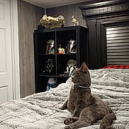 Munch joined the competition — help win amazing prizes! cat, gray_cat, bed, blanket, furniture, helmet, figurine, shelf, indoor, cozy, decor, wood, headboard, curious, pet, animal, room, soft_lighting, relaxed, texture