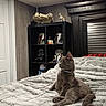 cat, gray_cat, bed, blanket, furniture, helmet, figurine, shelf, indoor, cozy, decor, wood, headboard, curious, pet, animal, room, soft_lighting, relaxed, texture