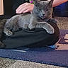 Munch is registered to the contest to win money with this photo: cat, gray_cat, person, hand, lap, carpet, indoor, sitting, black_clothing, relaxed, pet, animal, feline, floor, casual, comfort, resting, clothing, colorful_design, home